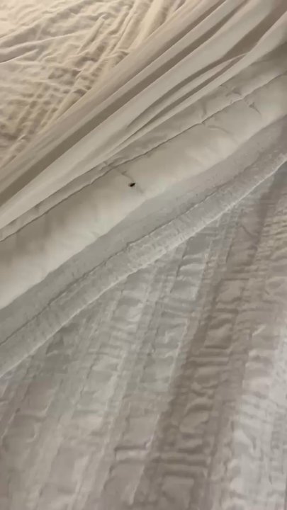 Hampton Inn Durango - Bug infestation - Hotels Near Me - Durango, Colorado