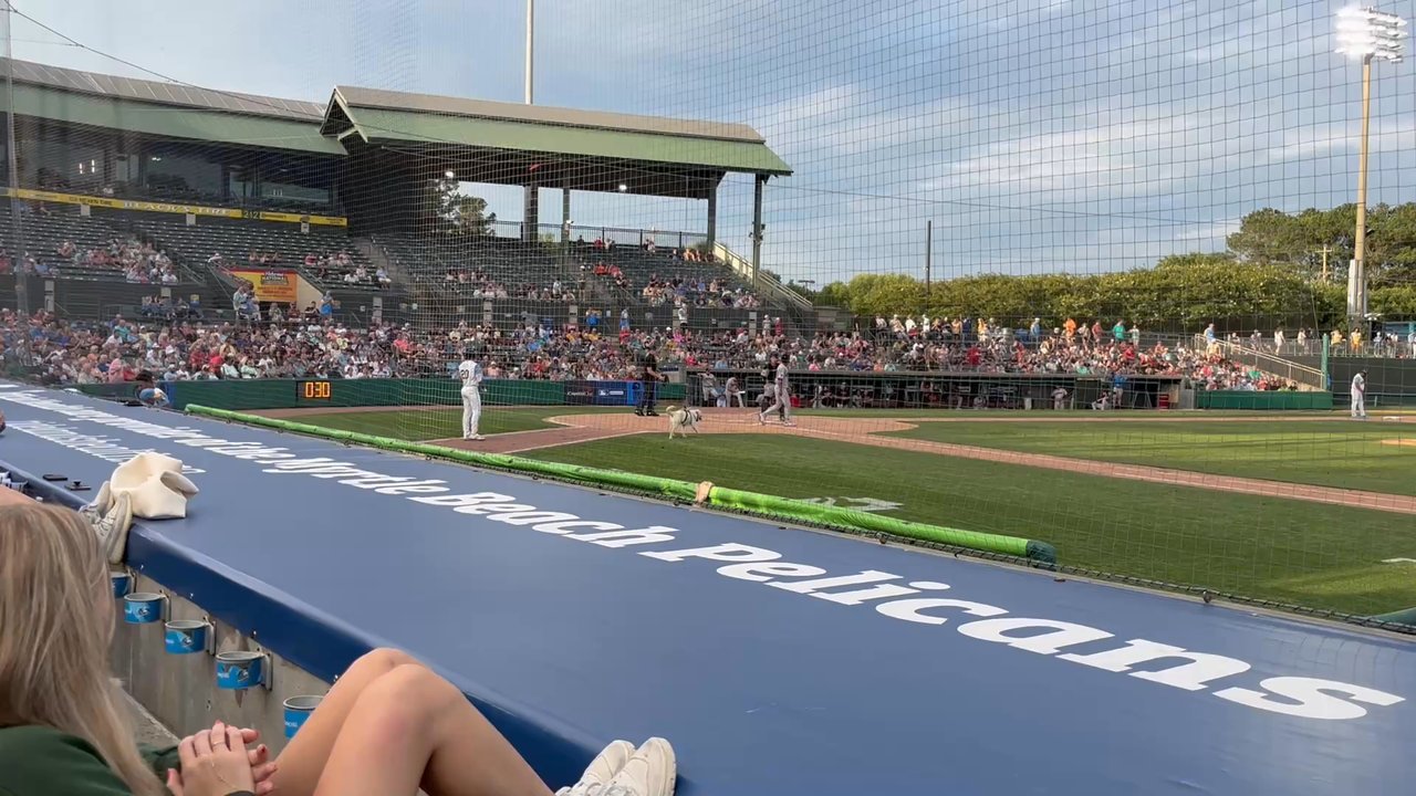 Myrtle Beach Pelicans - Slider the bat dog in action - Professional Sports Teams Near Me - Myrtle Beach, South Carolina