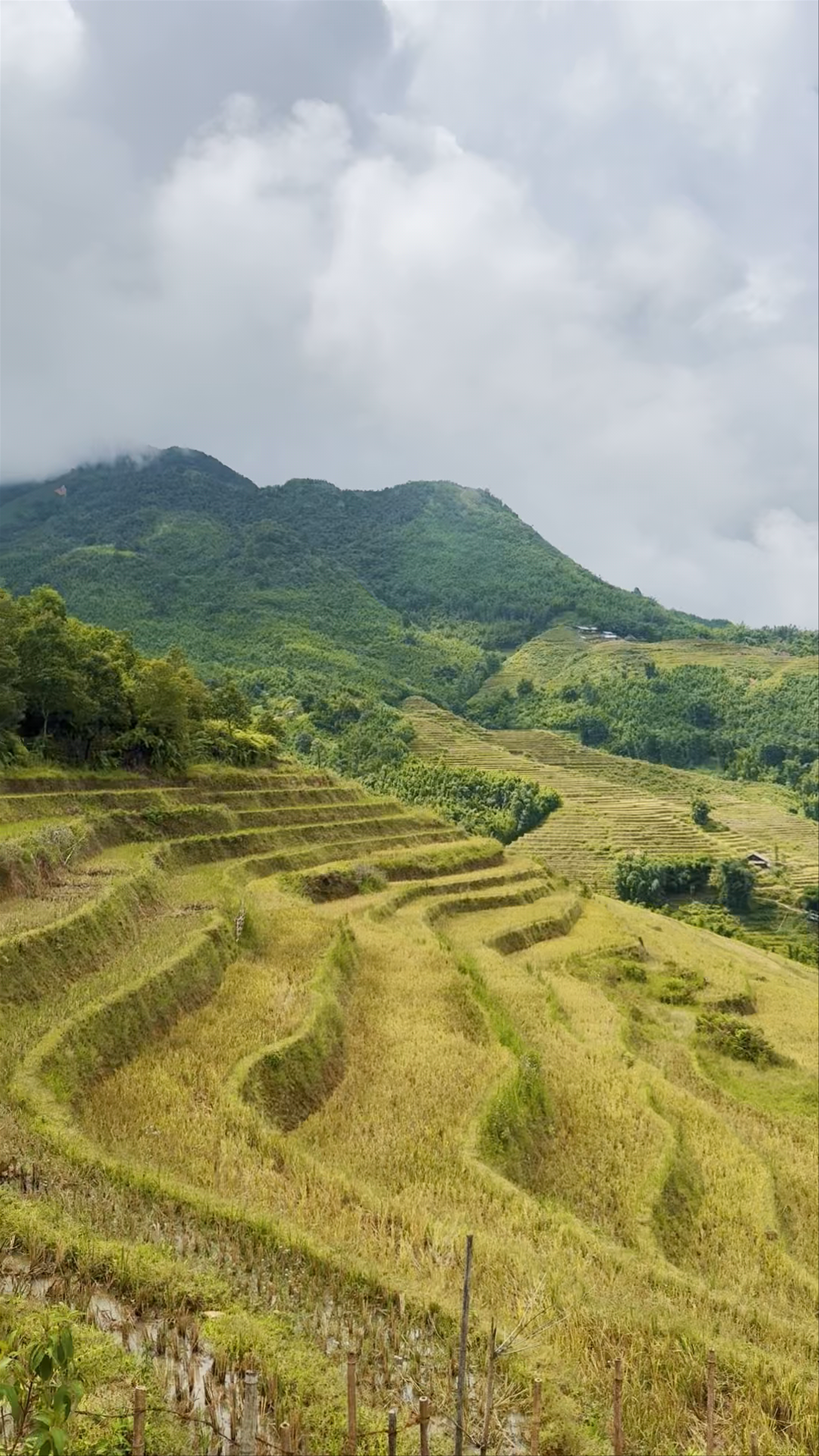 Big Tree Hmong Homestay