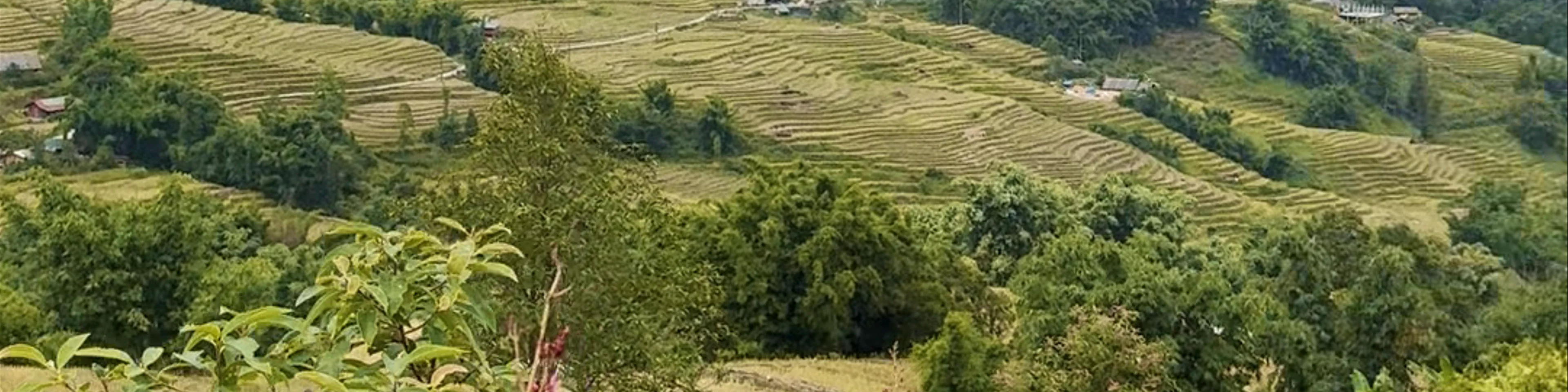 Big Tree Hmong Homestay