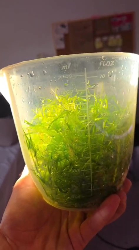 Guppy Grass