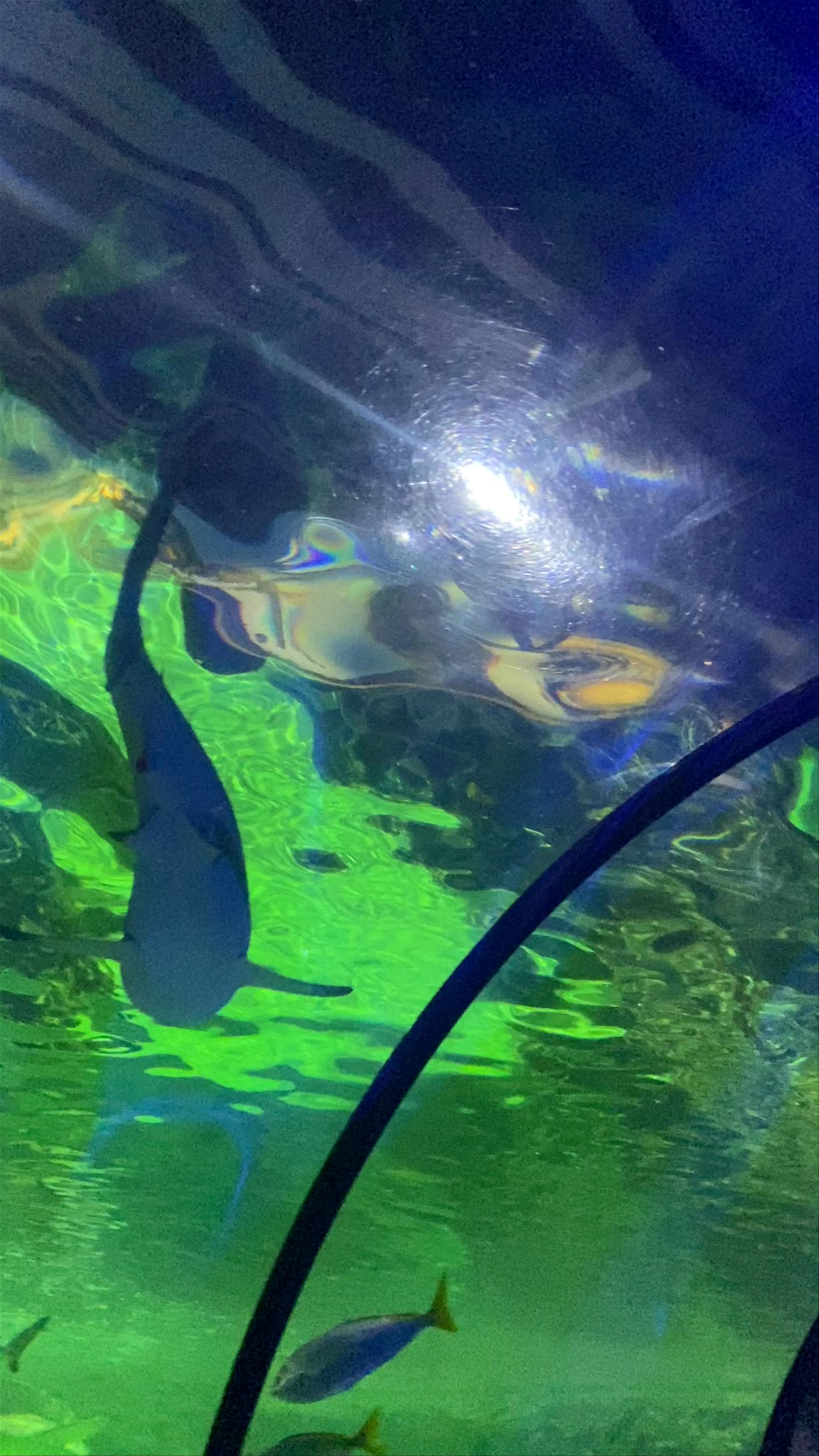 SEA LIFE Brighton