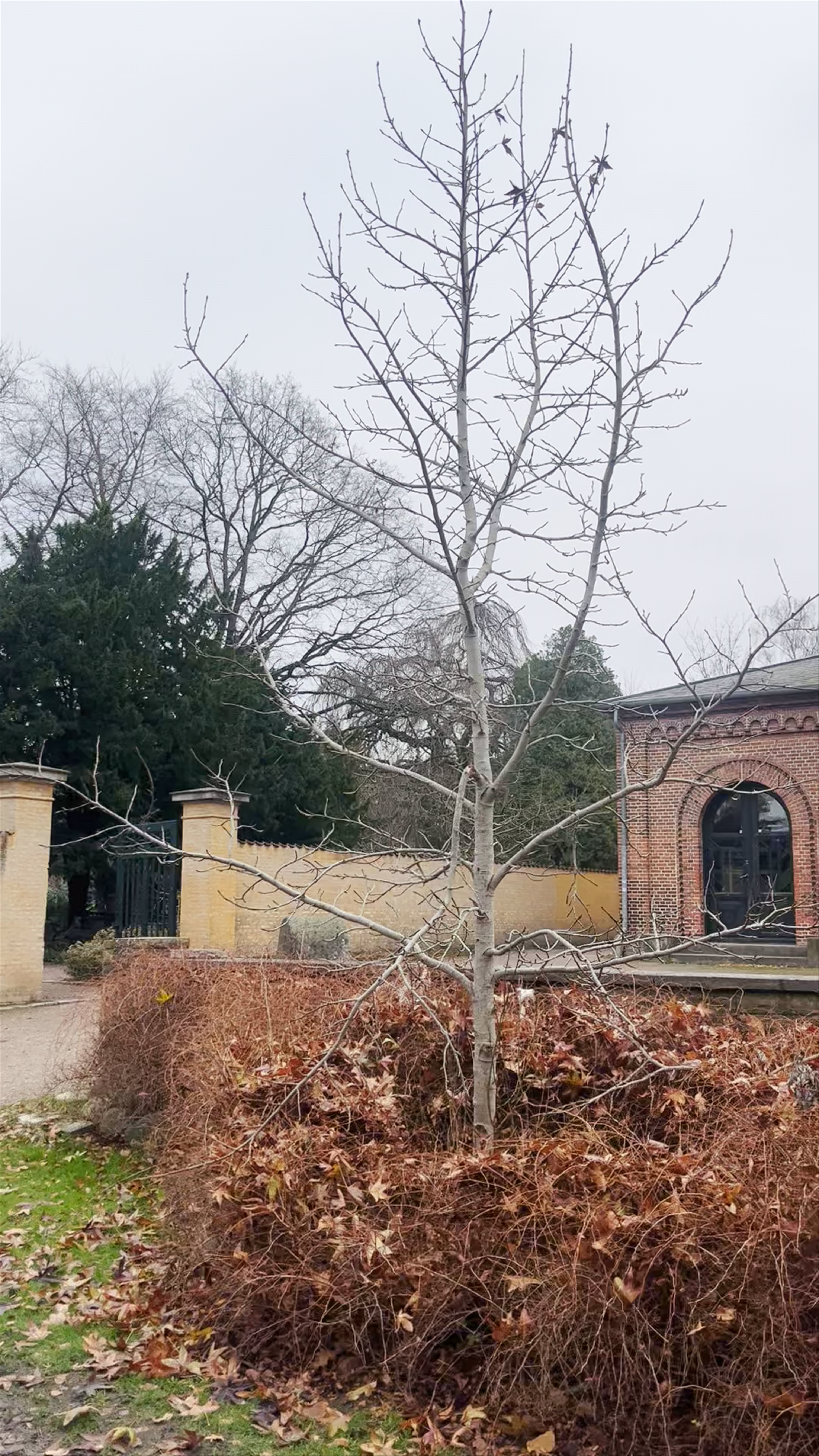 Winter Serenity at Assistens Cemetery in Copenhagen
