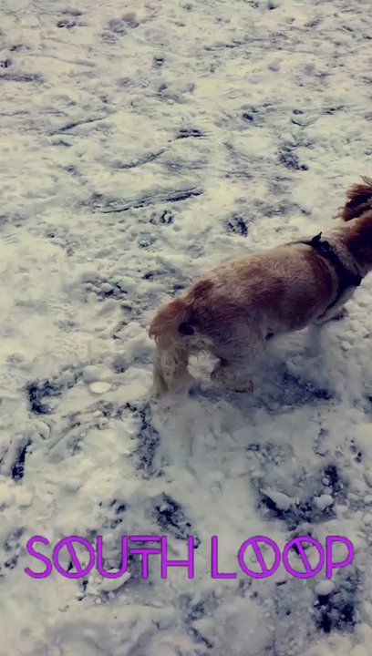 Pawsitive Paws - Henry goes to the park in the south loop with Pawsitive Paws and gets his energy out! - Dog Walkers Near Me