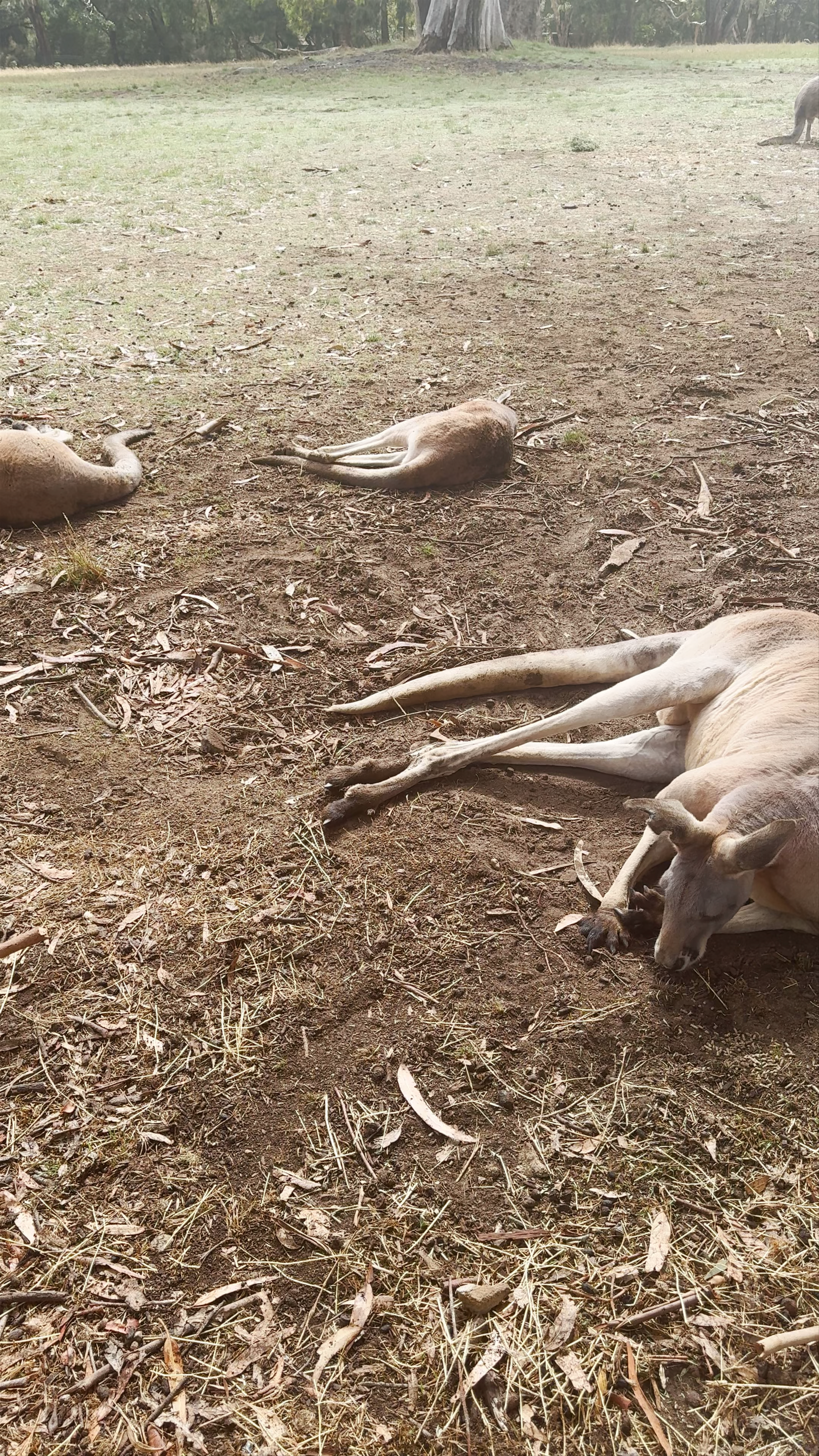 Cleland Wildlife Park