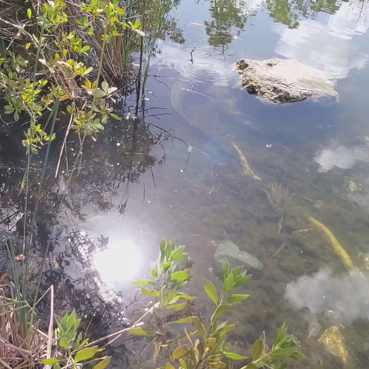 Blue Hole Observation Platform - Hiking Near Me - Big Pine Key, Florida