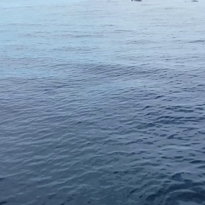 Cat Ballou Sailing - The lookout spots a few friends lurking about... - Boating Near Me - Sausalito, California