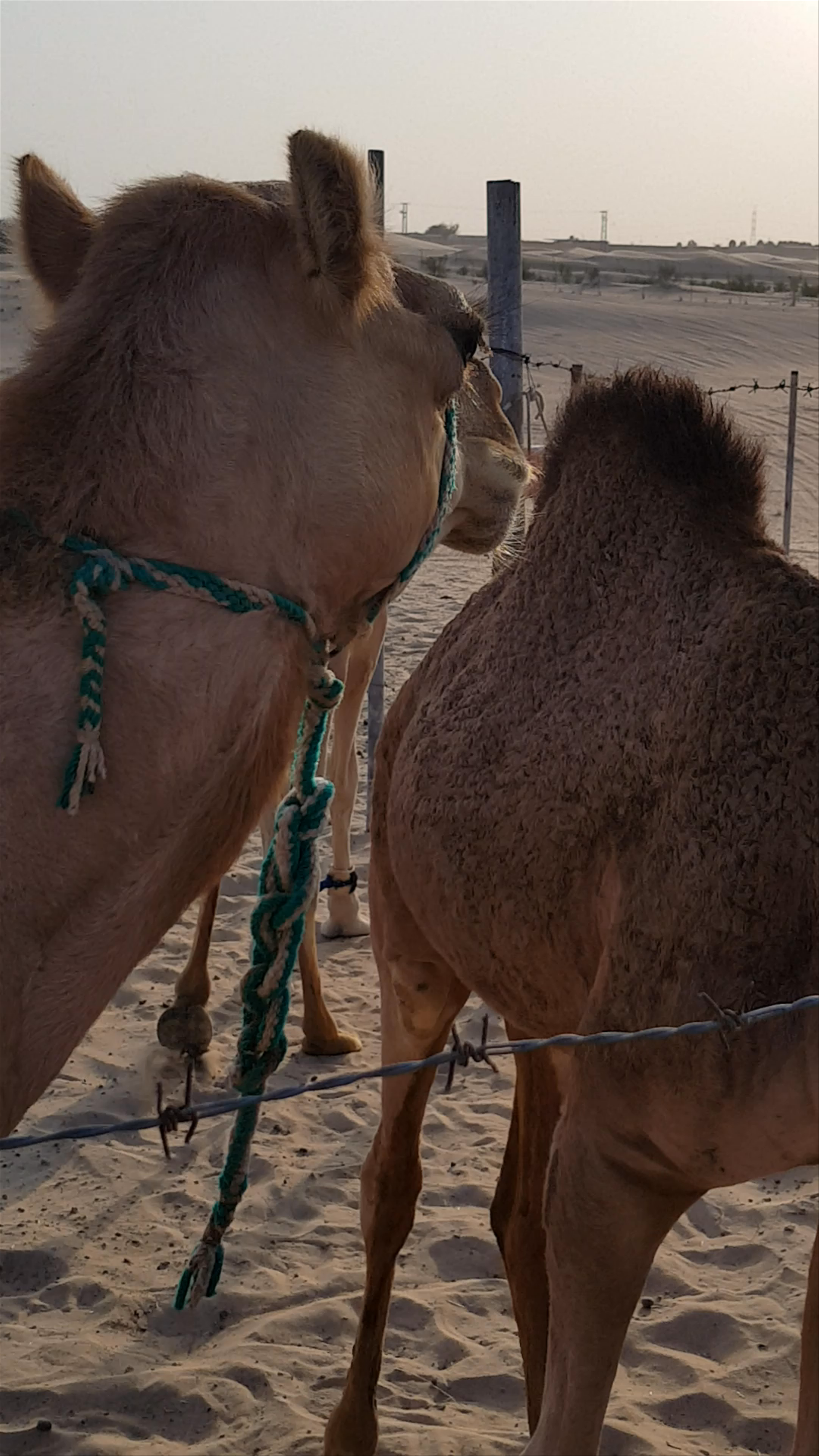 Desert Rose Safari - 3rd Street - Abu Dhabi - United Arab Emirates
