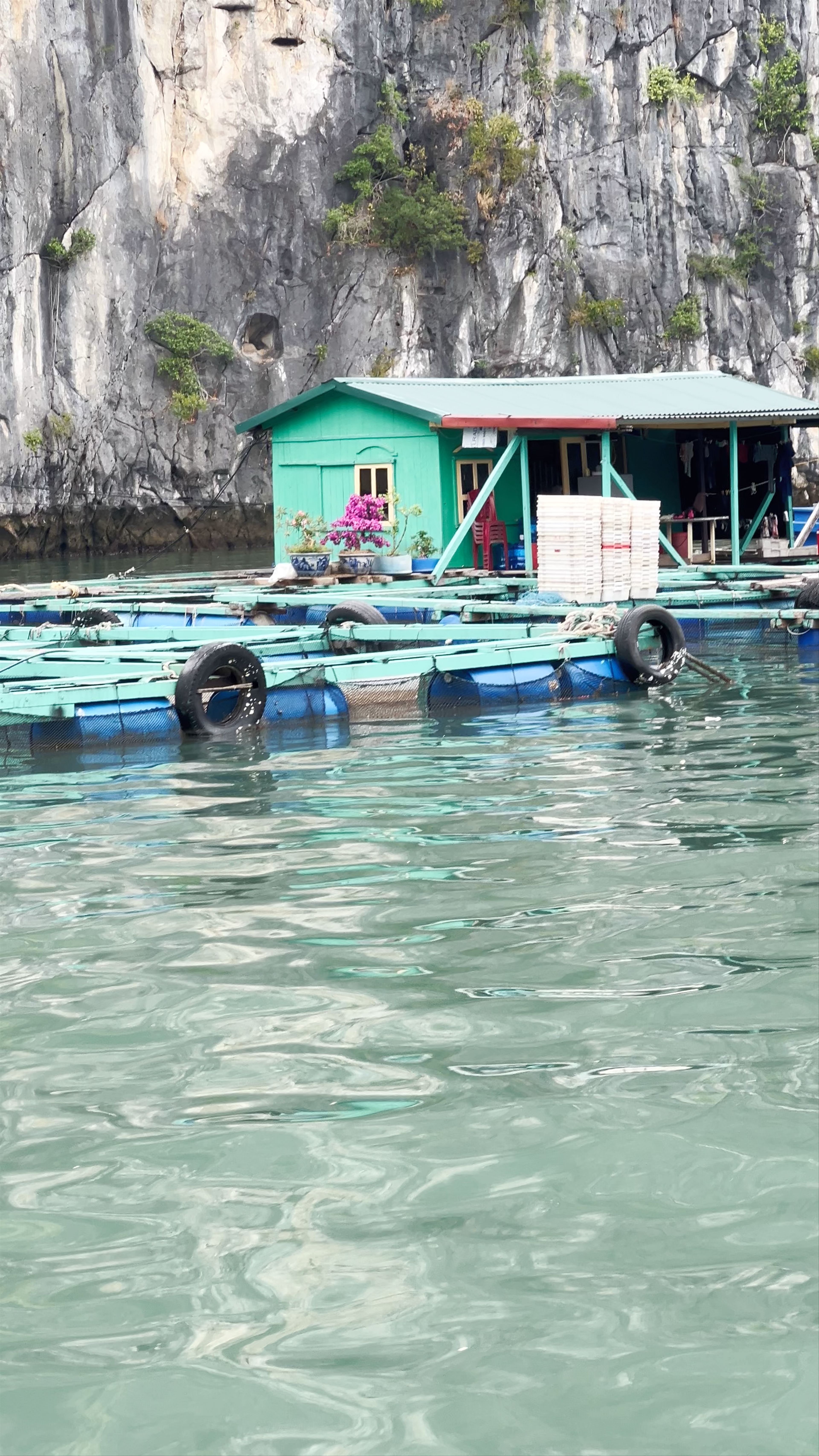 Cai Beo Floating Village: Authentic Life on the Waters of Cat Ba, Vietnam