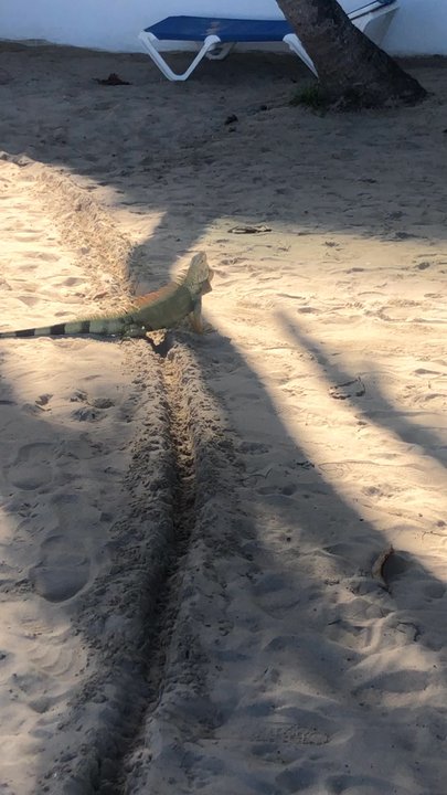 Carolina Beach - Beaches Near Me - Carolina, Puerto Rico