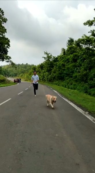 Photo of Labrador