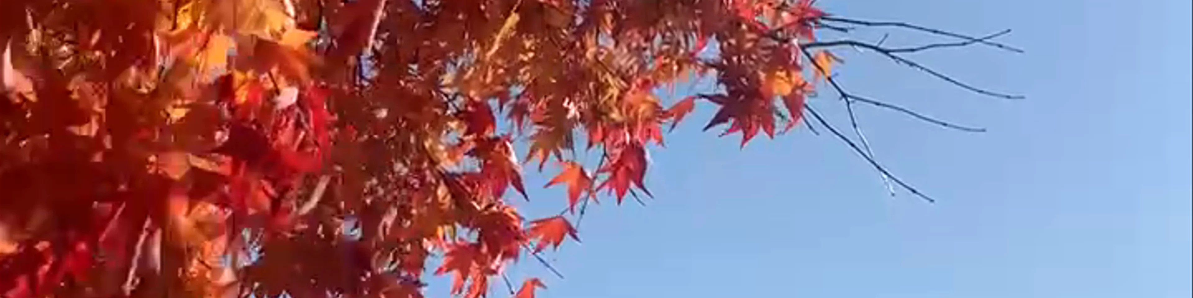 Lake Kawaguchi