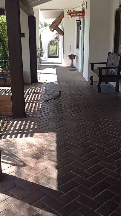Sundial Plaza - Roadrunning sighting here - Arts & Entertainment Near Me - Carefree, Arizona