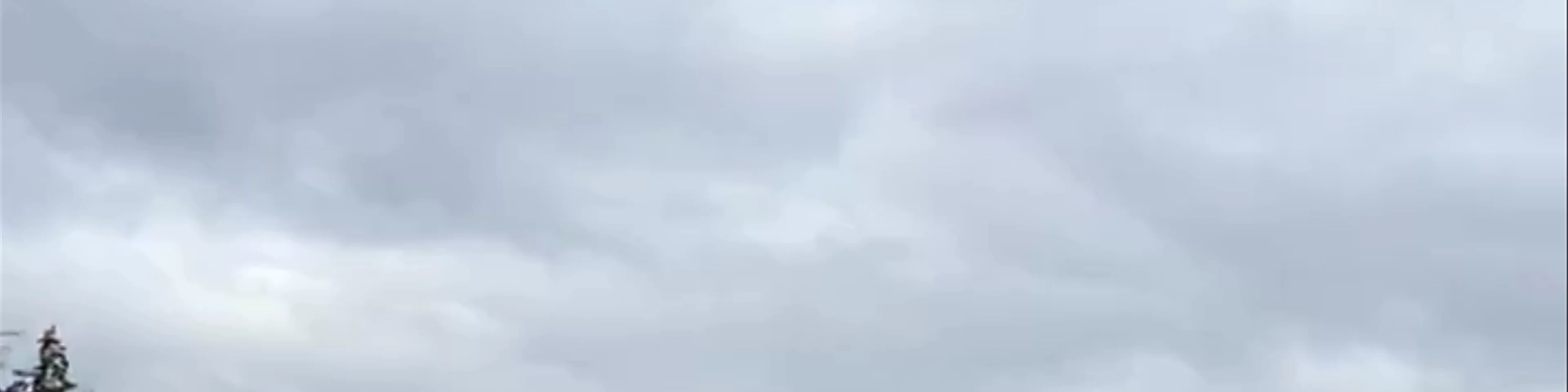 Bald Eagles 