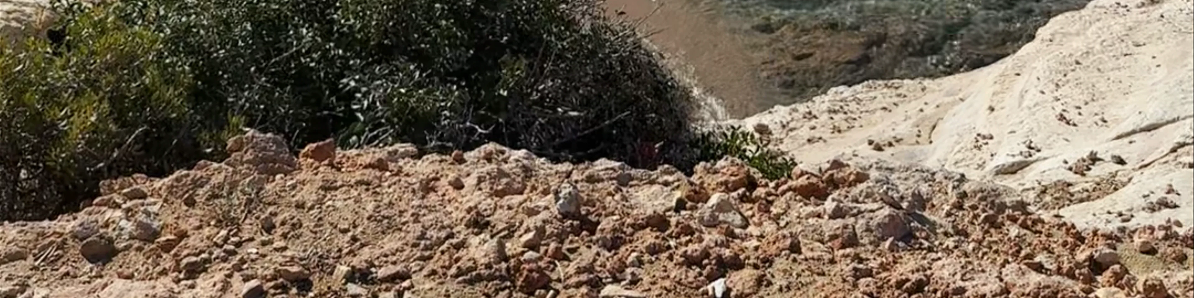 Olive Tree Beach