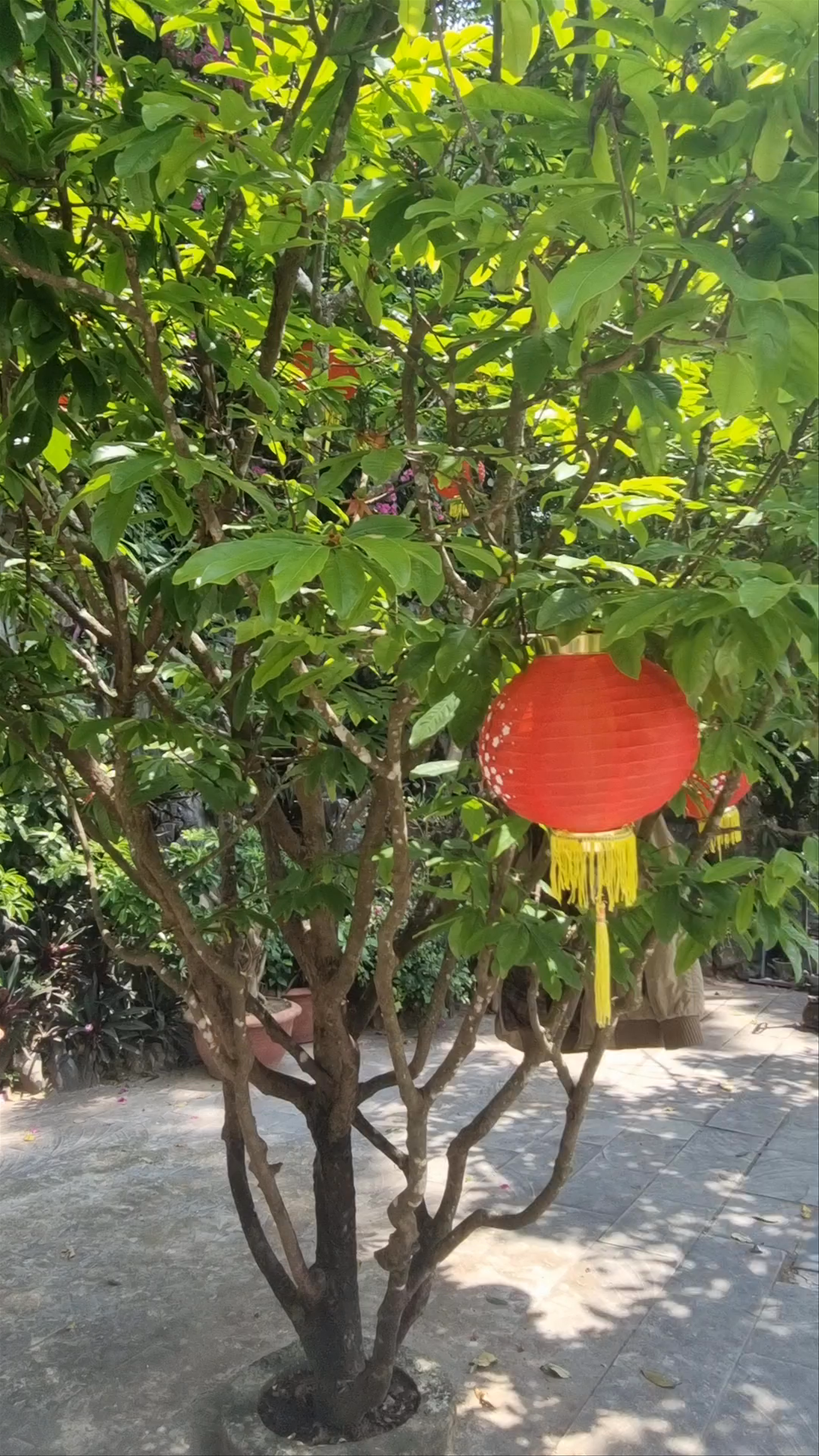 Budha Tượng Phật Thích Ca