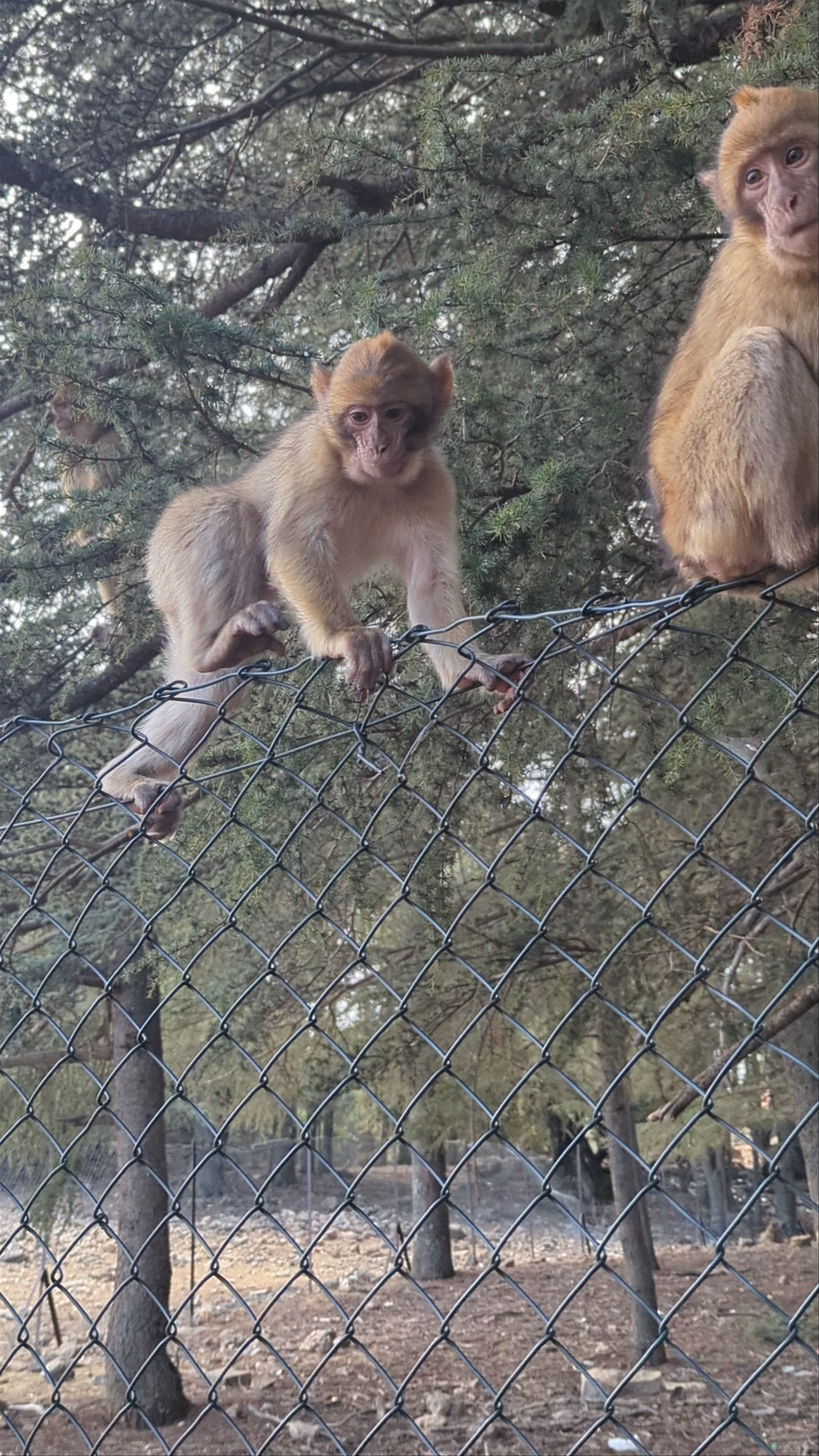 Monkey Forest