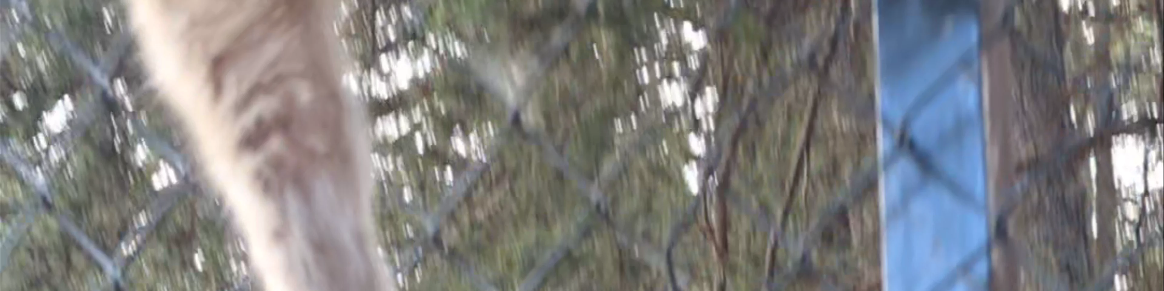 Monkey Forest