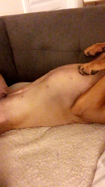 Long Beach Pet Care - This is typically how our pup passes out after he spends the day at Long Beach Pet Care - Dog Walkers Near Me