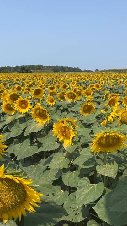 Sunflower Fields Of Markham - Farms Near Me - Markham, Ontario