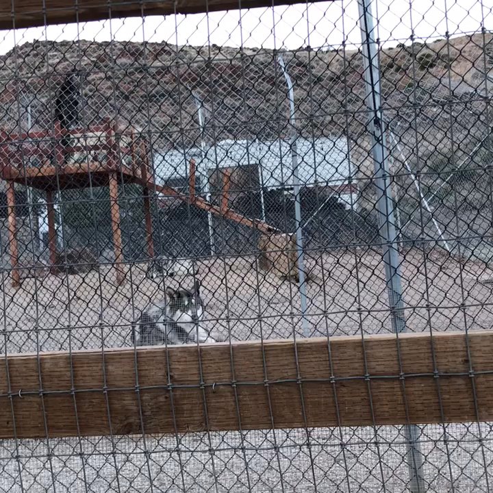 Apex Protection Project - Hearing the pack howl - Community Service/Non-Profit Near Me