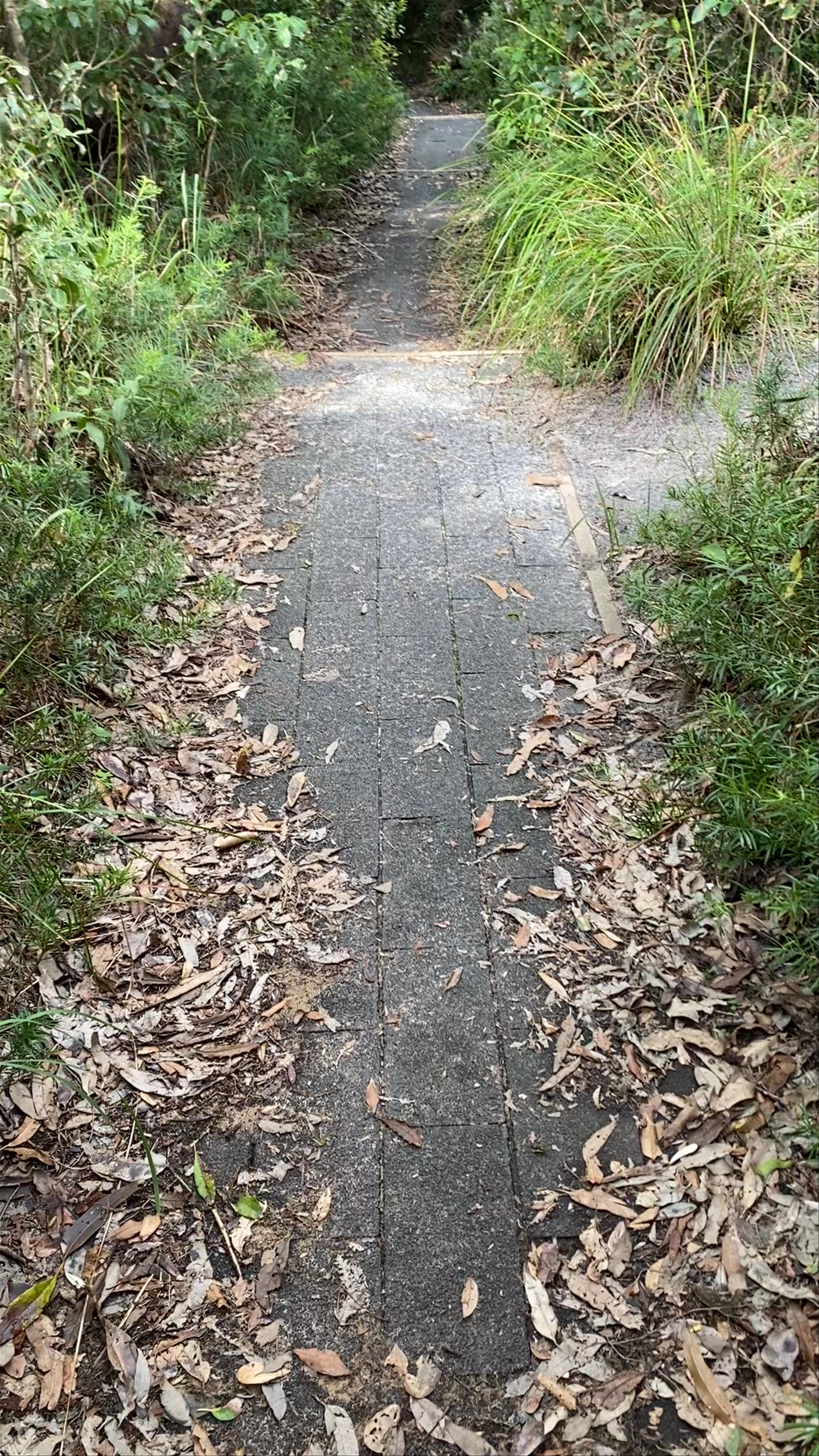 Maitland Bay Track: Coastal Hiking through Serene Australian Bushland