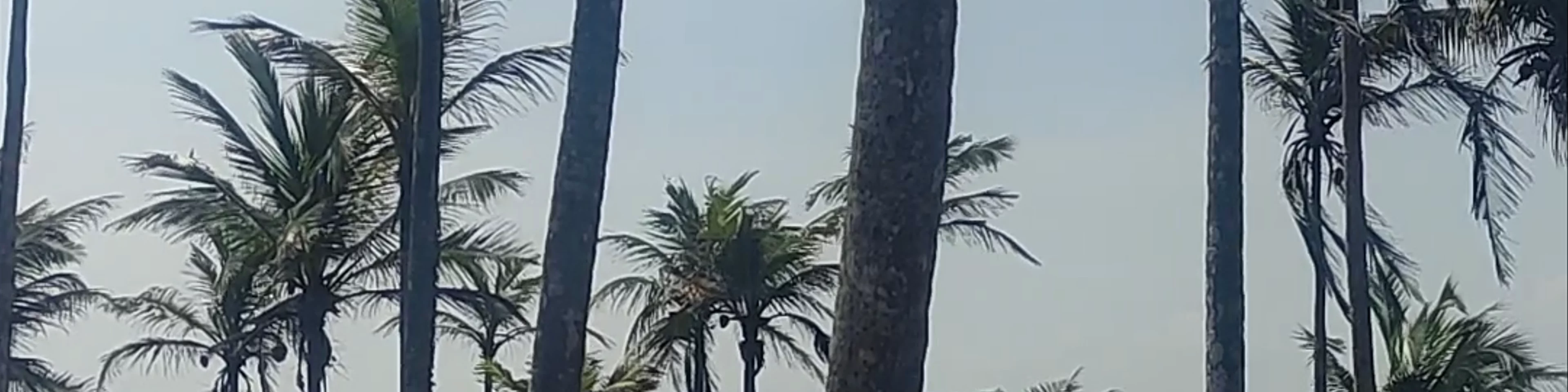 Coconut Tree Hill