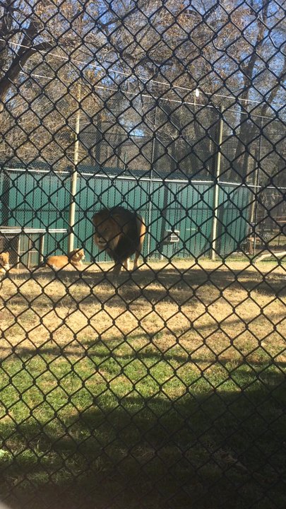 Amarillo Zoo - Lions! - Zoos Near Me - Amarillo, Texas