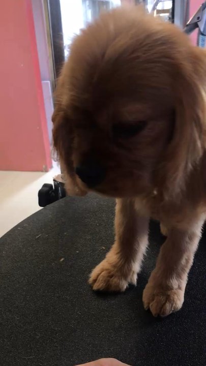 Pet Konnektion - Pet Groomers Near Me