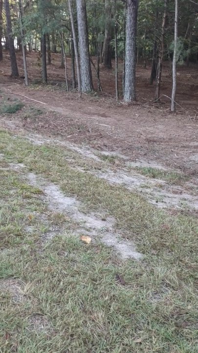 Pine Needle Underbrushing - Excavation Services Near Me