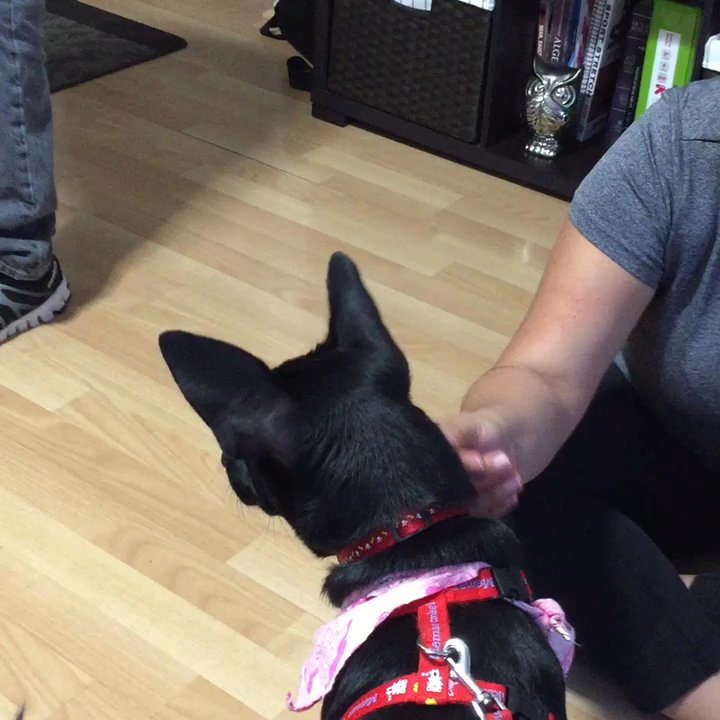 A Better Chance Rescue - Renna - Pet Adoption Near Me