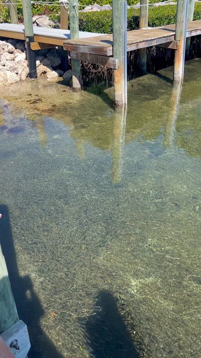 The Hideout Restaurant - Water by restaurant - American Near Me - Key Largo, Florida