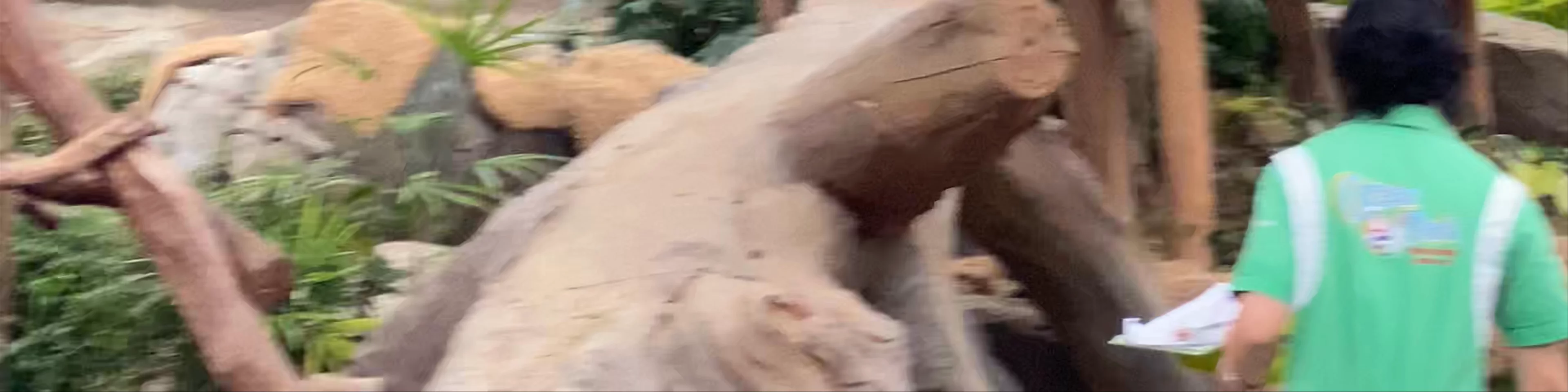 Giant Panda Adventure
