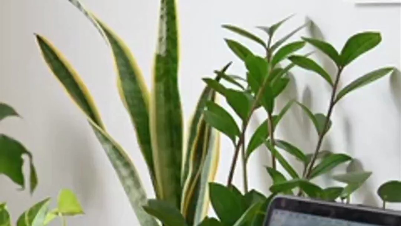Freelance Freedom: Remote Work Success