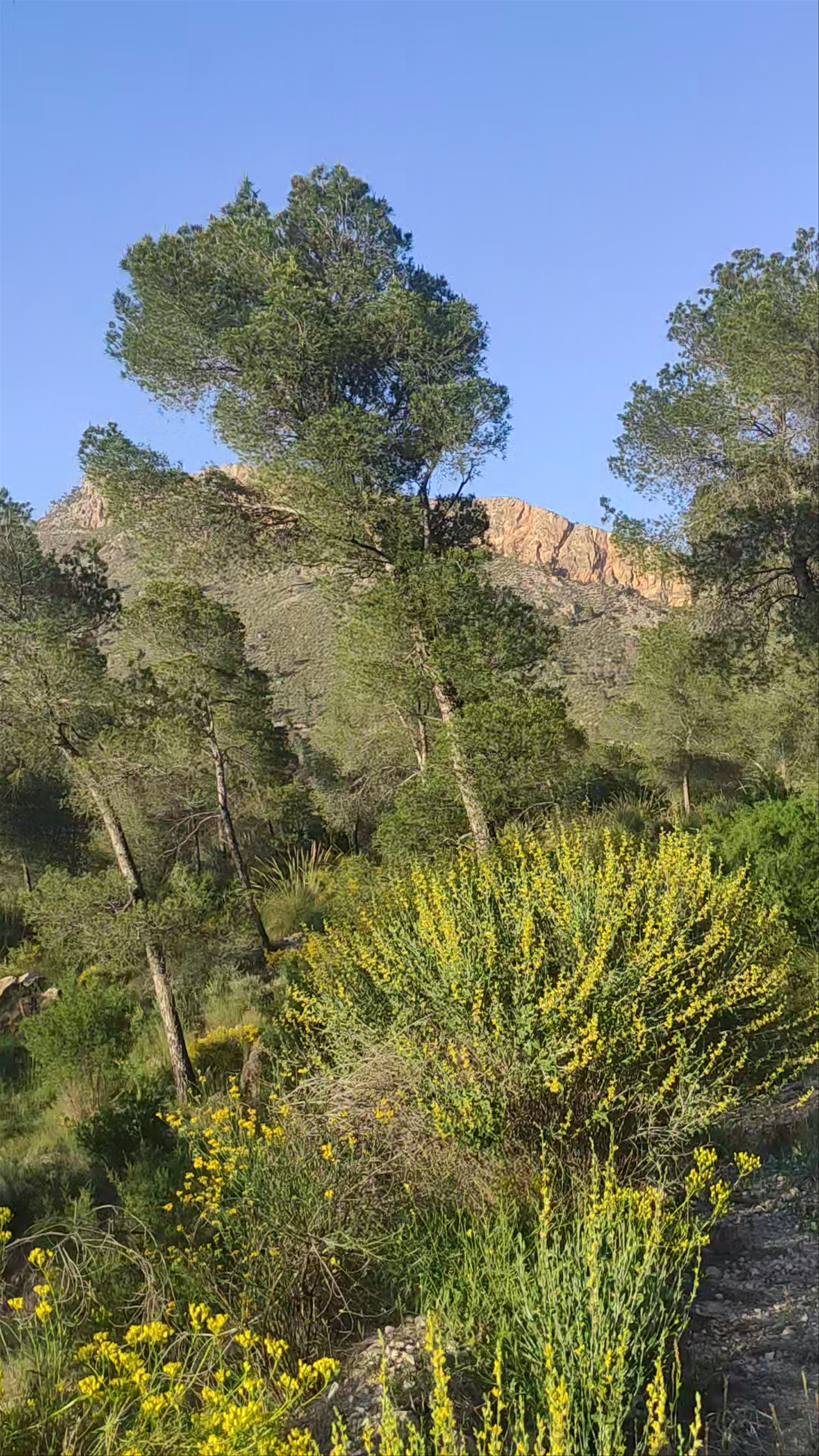 Mirador de la Navela