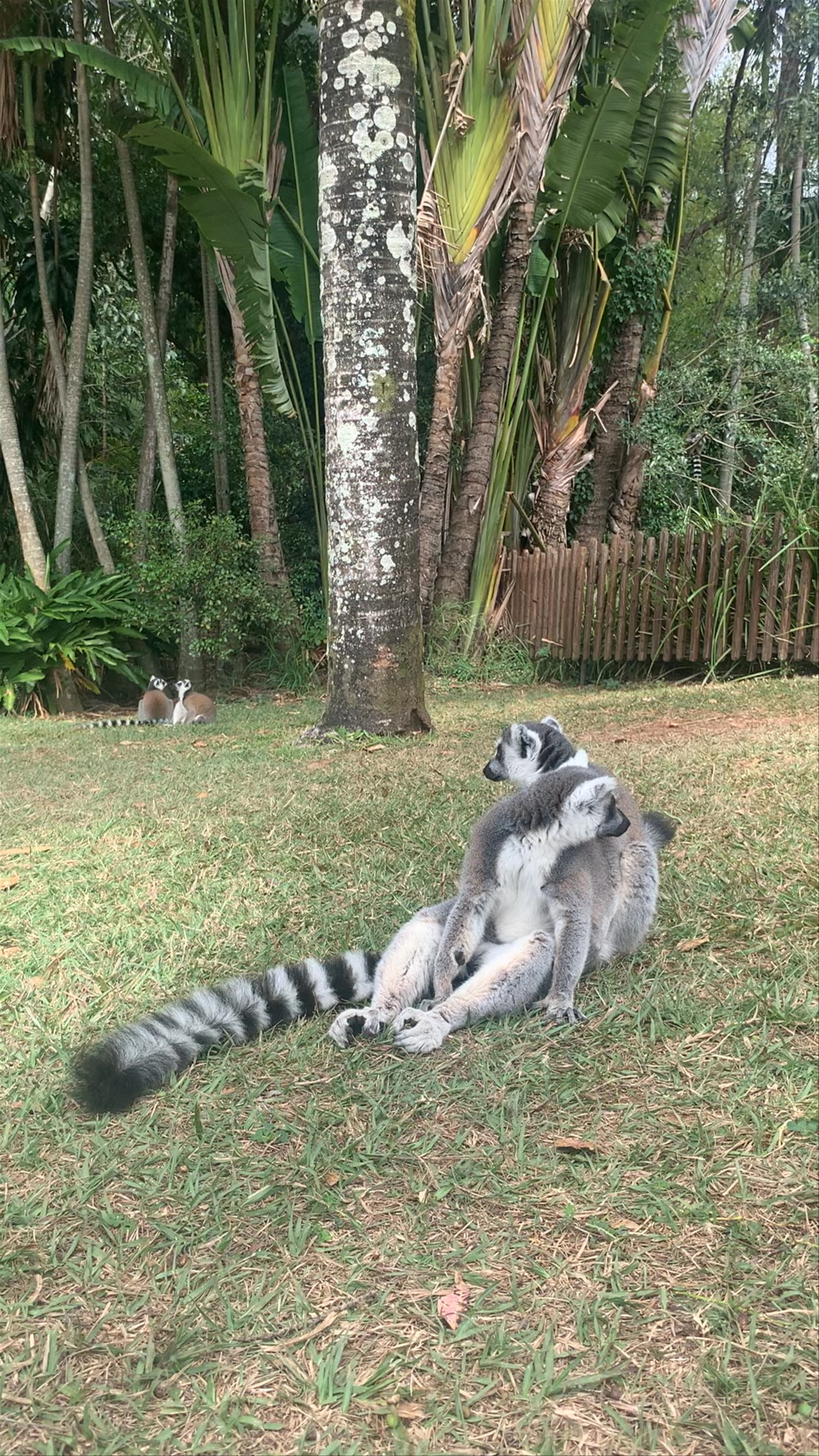 Playful Lemurs at Australia Zoo in Beerwah, Queensland