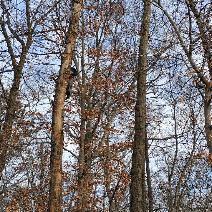 Cruz Tree Service - Tree Services Near Me - Long Branch, New Jersey