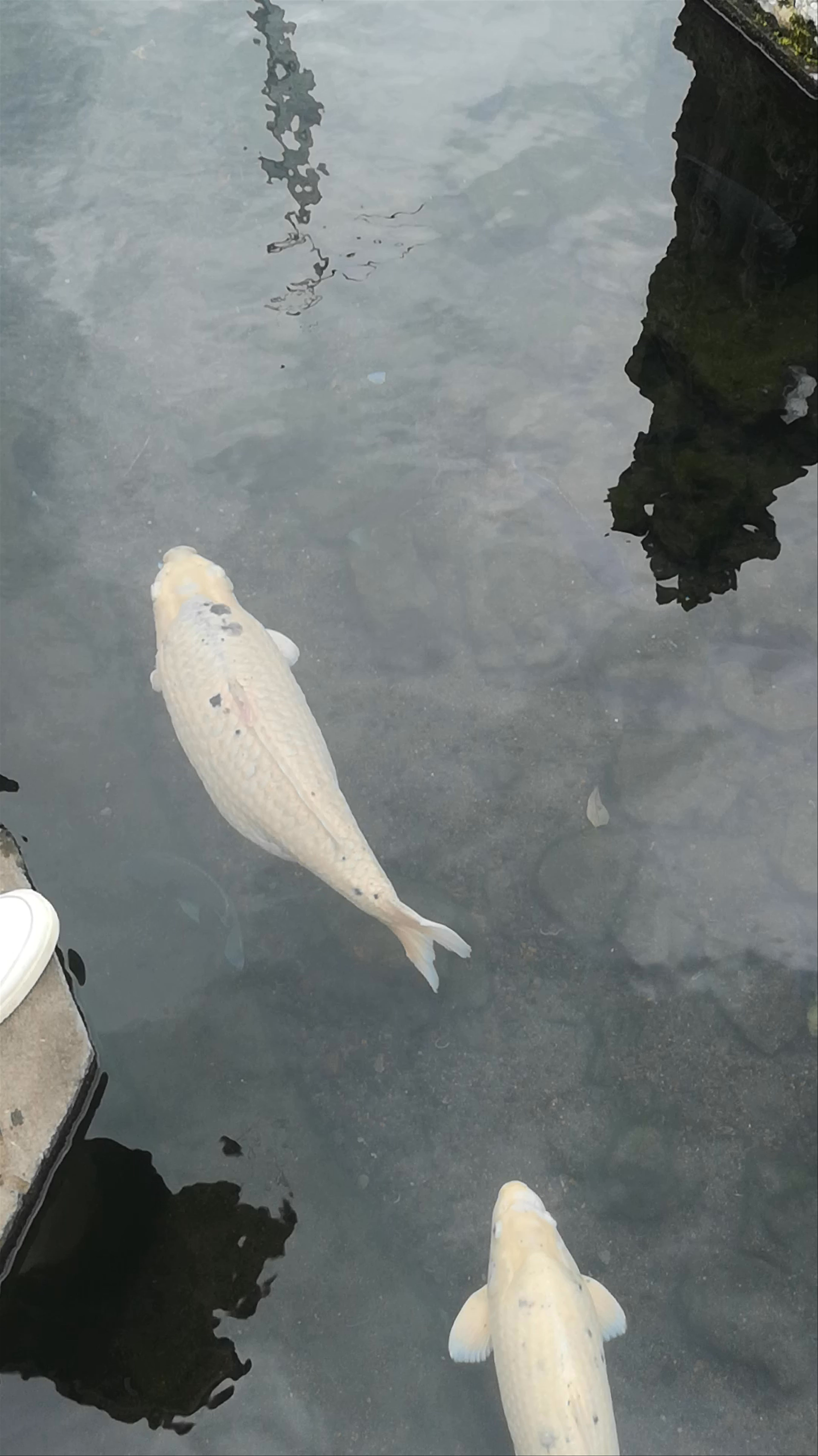 Serene Koi Fish Pond at Tirta Gangga, Bali