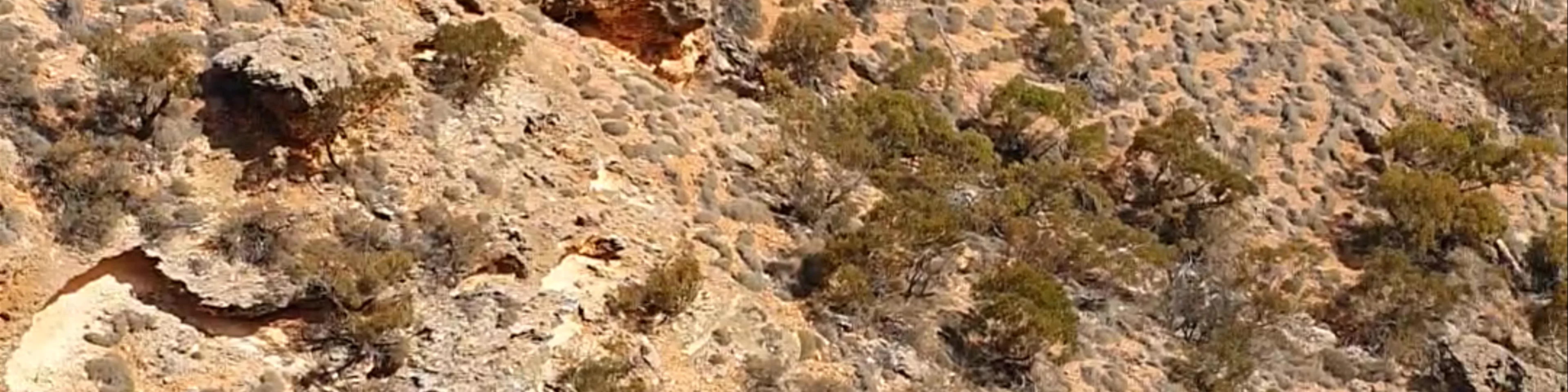 Thomas Carter Lookout