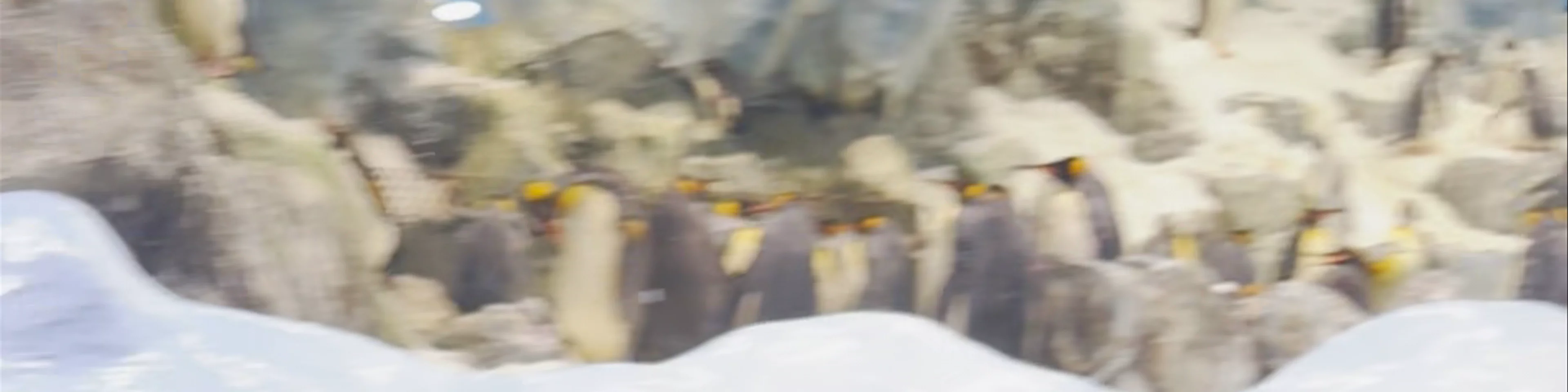 Planet Penguin