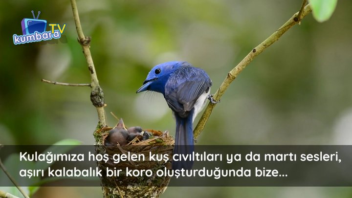 thumbnail Dünyada Daha Çok Kuş Olsaydı Ne Olurdu?