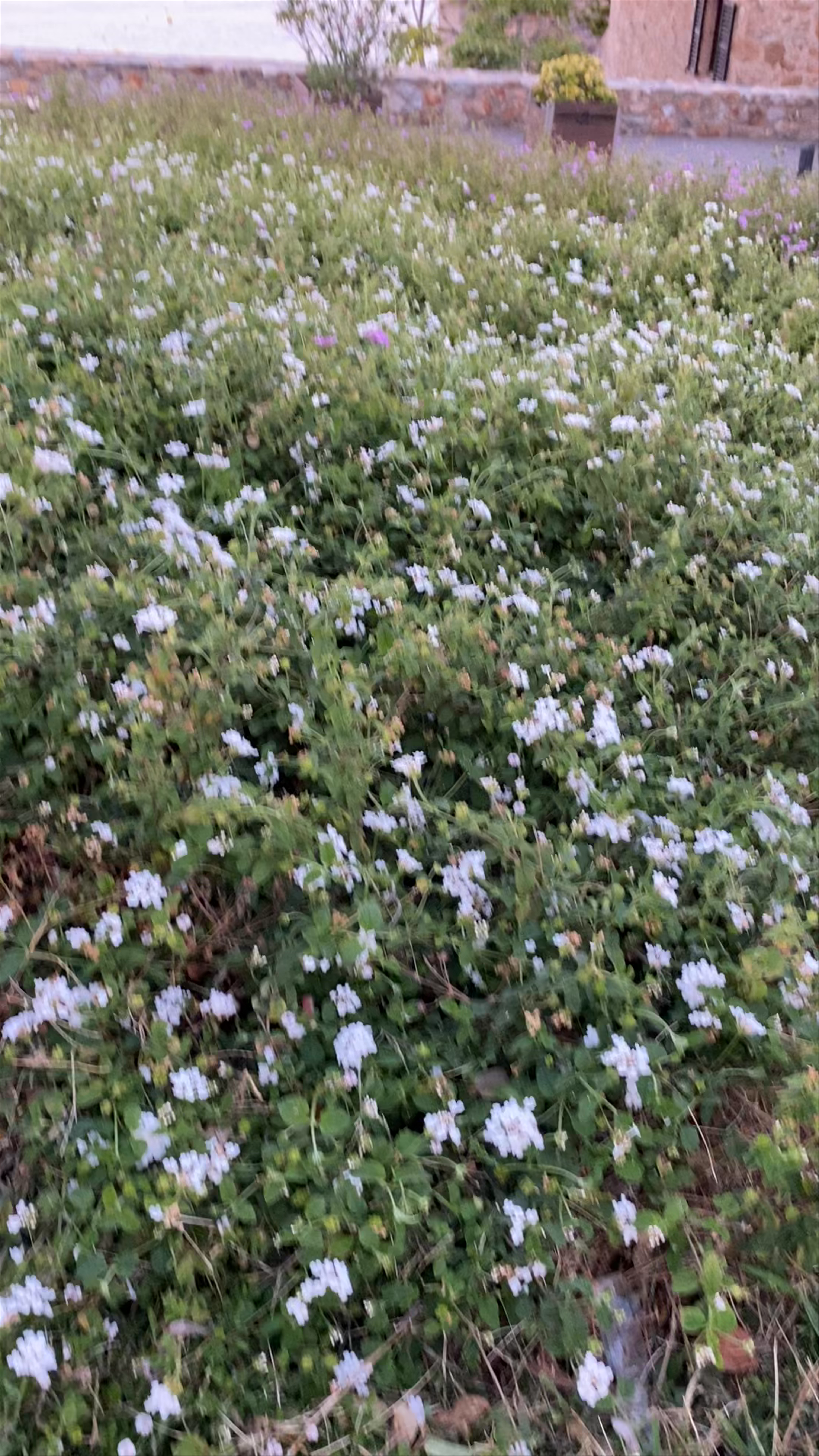 La Platgeta de Calella