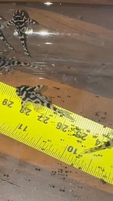 Pleco