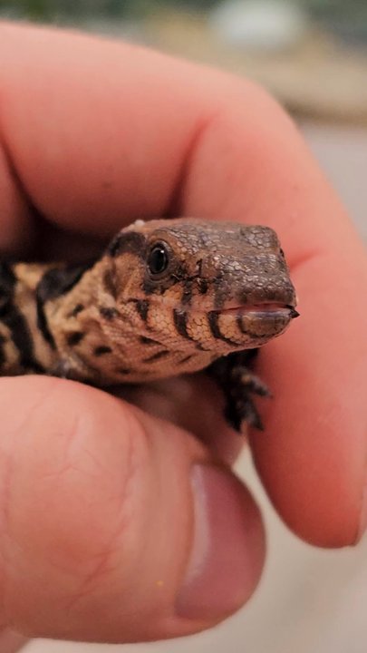 Evolved Reptiles - Reptile Shops Near Me - Deerfield Beach, Florida