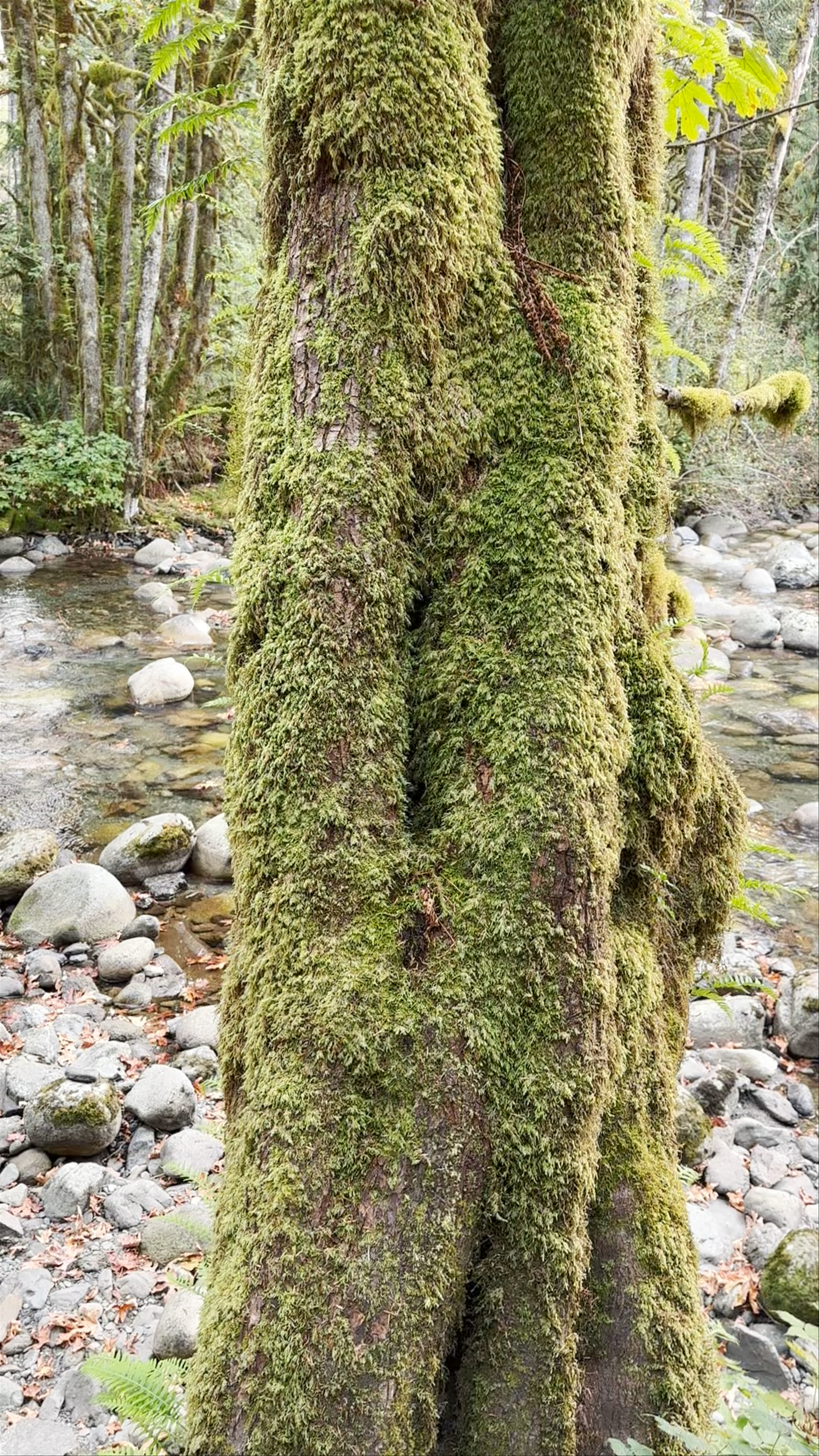 Wallace Falls State Park