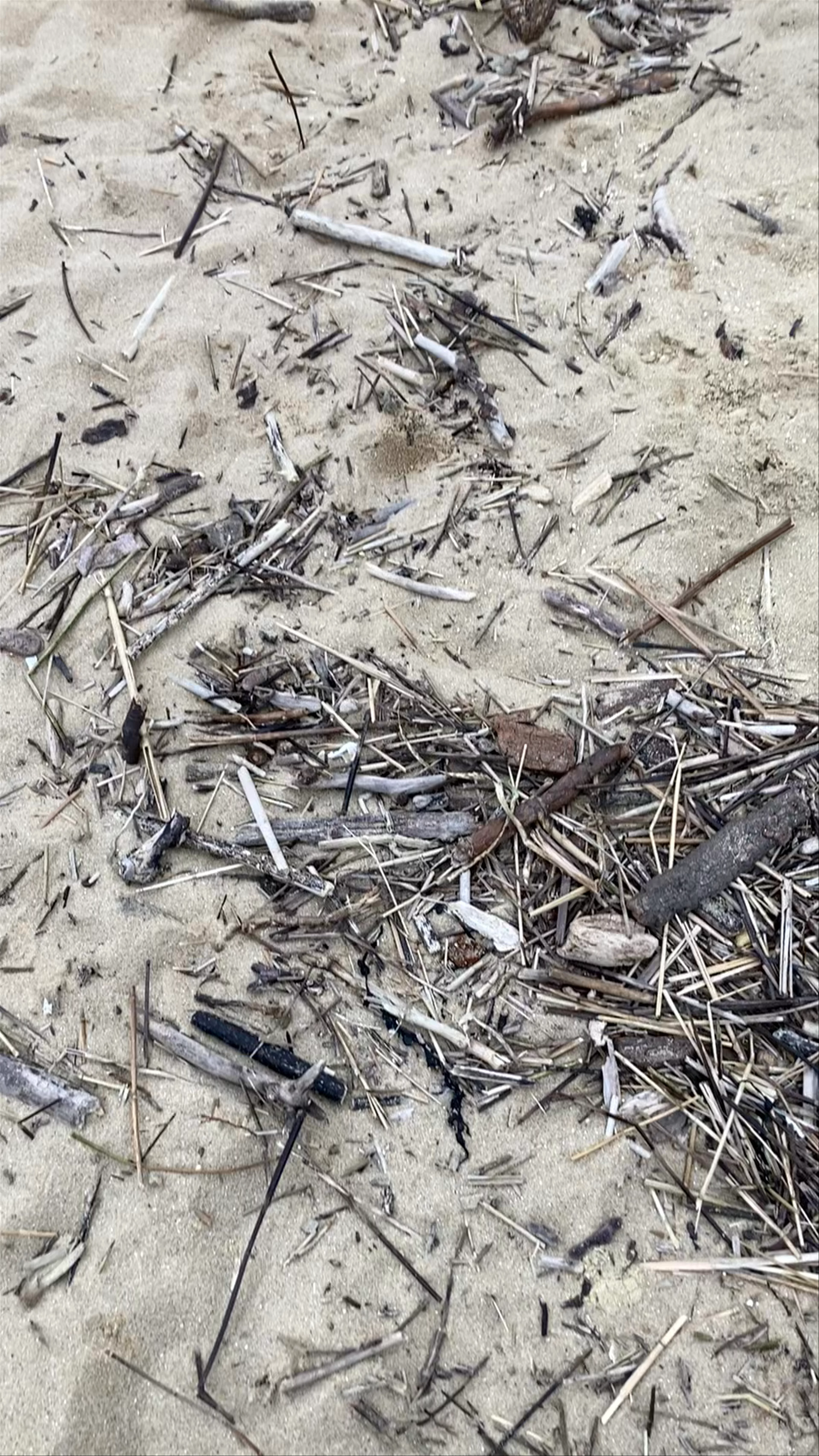 Saint-Palais-sur-Mer