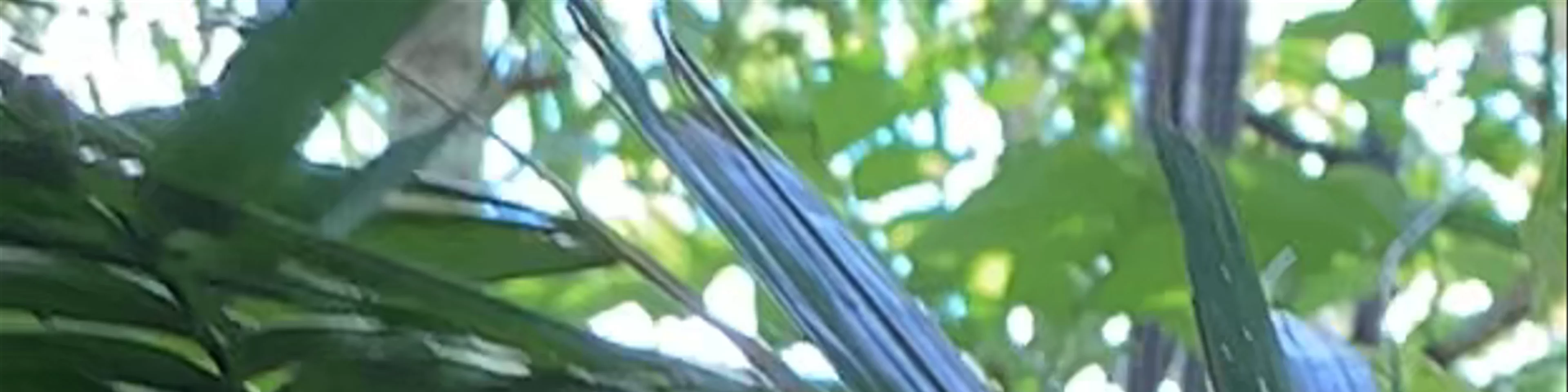 Tarsier Conservation Area