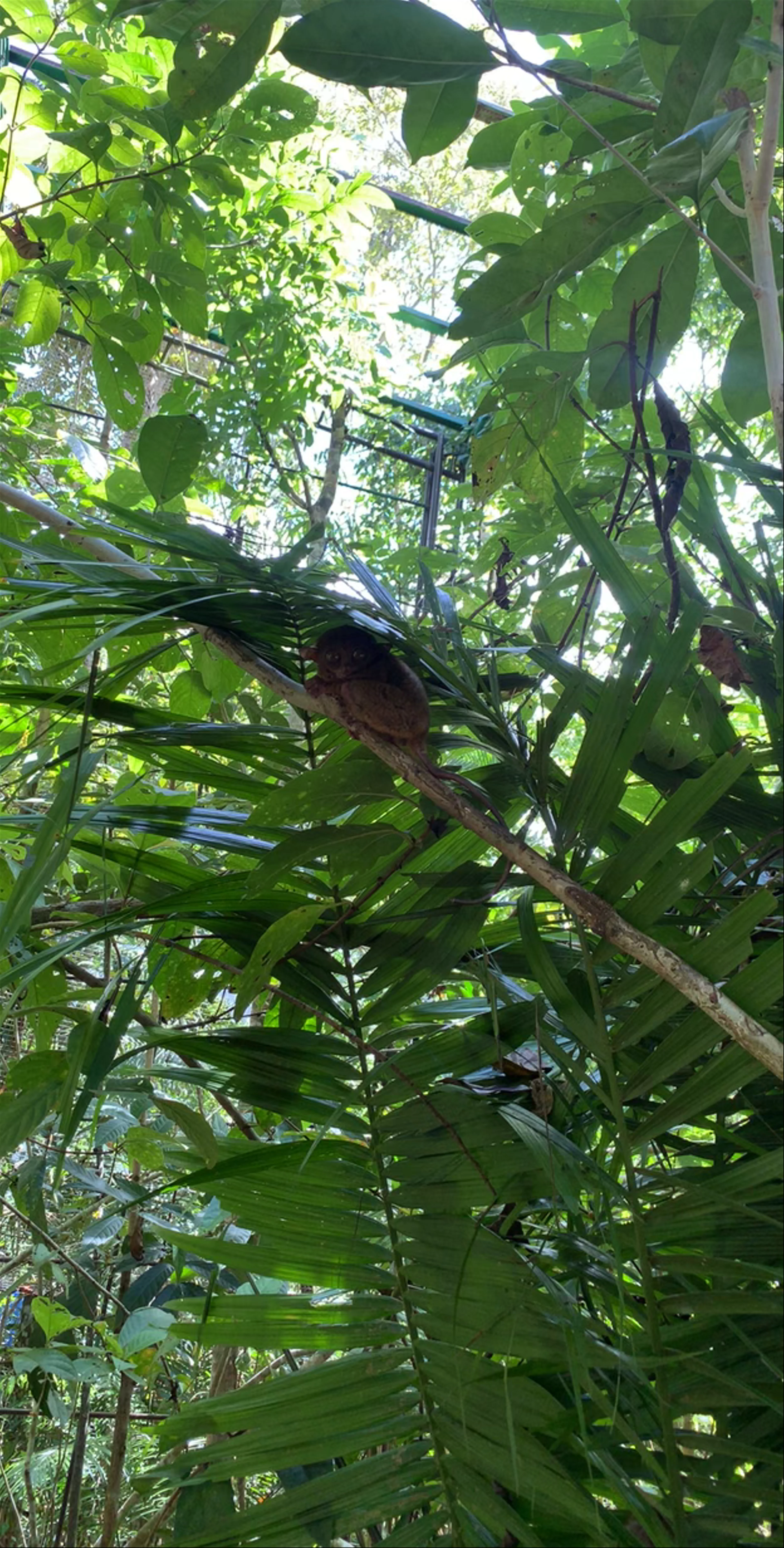 Tarsier Conservation Area