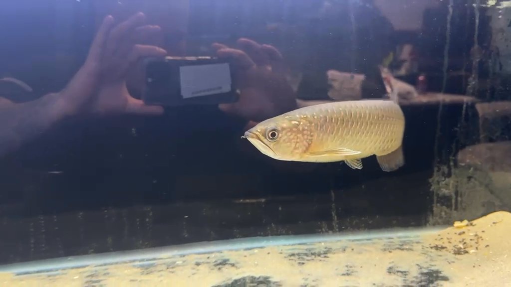 Siamese tigerfish