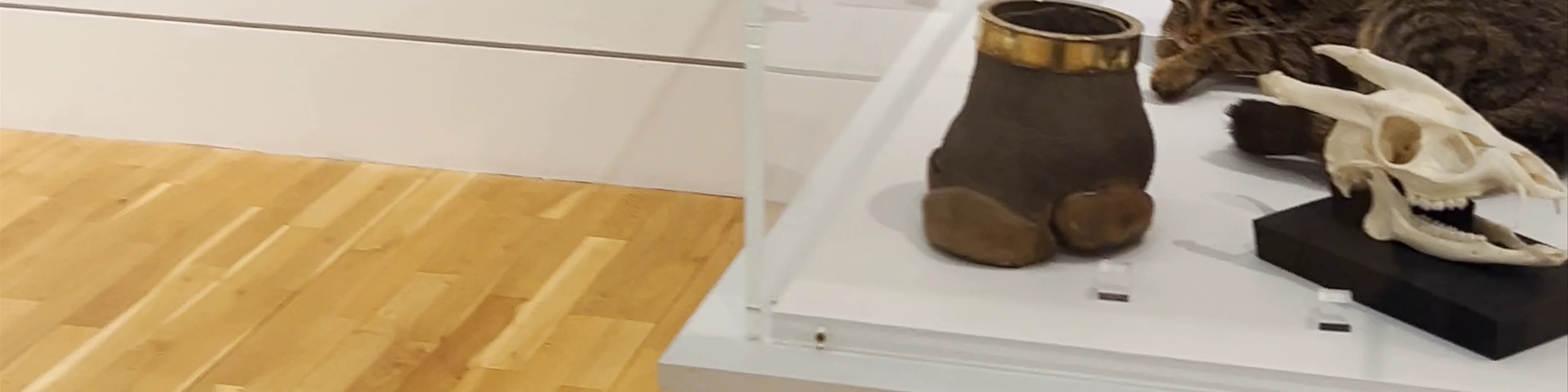 The McManus: Dundee's Art Gallery & Museum